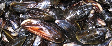 moules