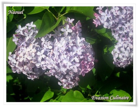 lilas1.jpg