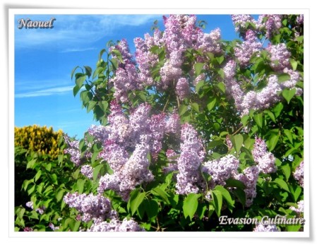 lilas2.jpg